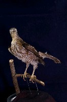 鳳頭蒼鷹藏品圖，第1張